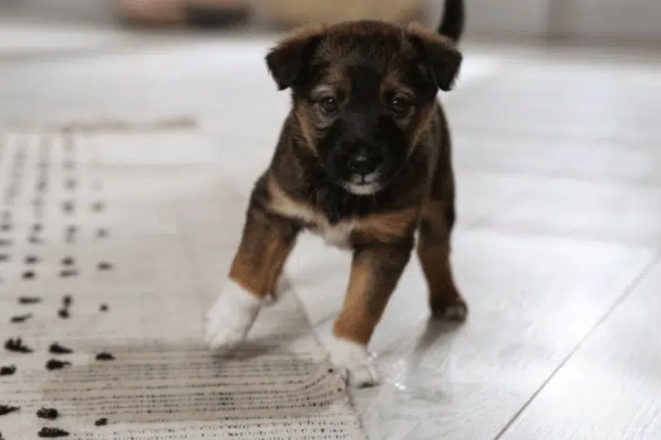 A puppy walks on a white rug, emphasizing the benefits of pet mess removal services available in San Jose, CA.